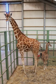 Giraffenbaby Zuwena mit seiner Mutter