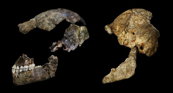 In einer Höhle in Südafrika!ka entdeckte Schädel von Homo naledi