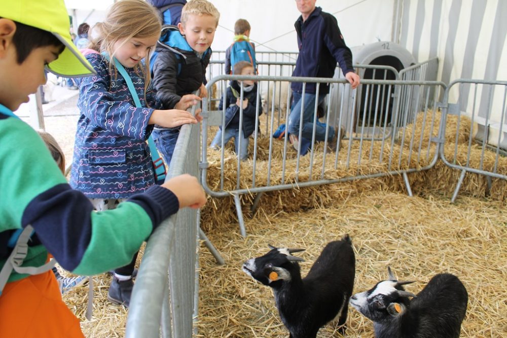 340 Eupener Schüler beim "Bauernhof zum Anfassen"