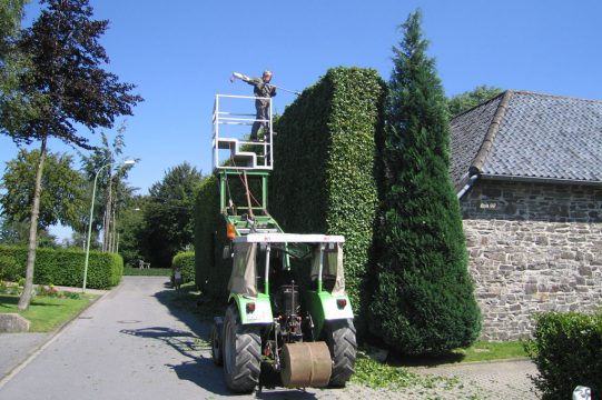 Buchenhausschutzhecke in Monschau-Höfen