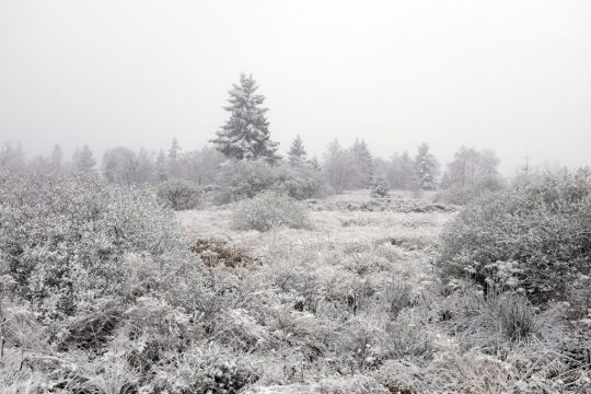 Der erste Schnee in diesem Jahr im Hohen Venn