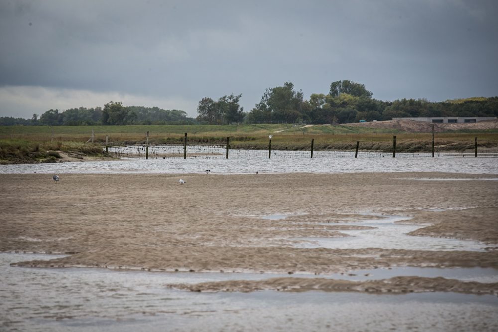 Sand-Damm vor dem Naturreservat ‘t Zwin