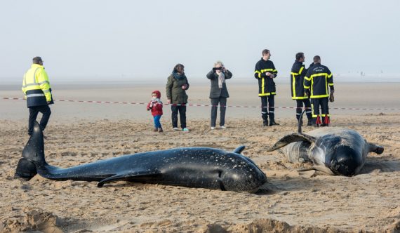 Tote Grindwale am Strand von Calais