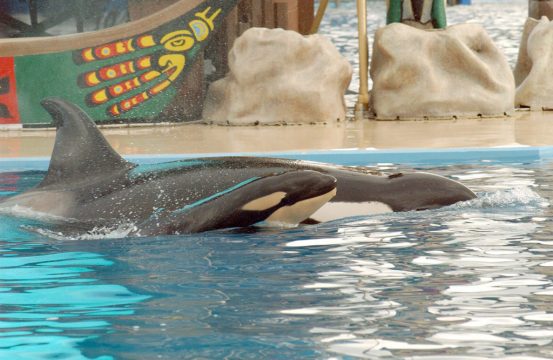 Orkas im US-Freizeitpark SeaWorld in San Diego