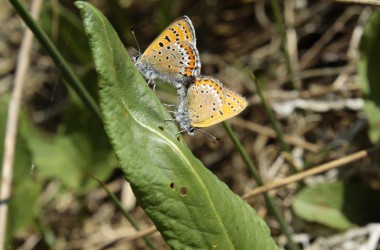 Blauschillernder Feuerfalter