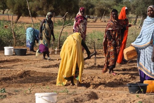 Entwicklungshilfe: DG unterstützt Frauenkooperativen in Mauretanien