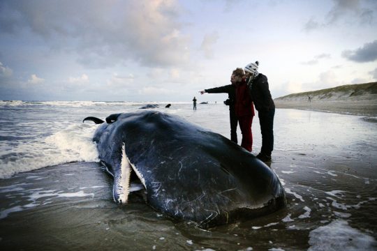 Fünf Pottwale an niederländischer Küste verendet