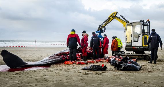 Experten bei der Bergung eines Pottwal-Kadavers vor Texel (13.1.)
