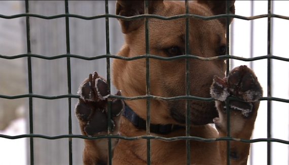 Tierheim Schoppen ist ausgelastet