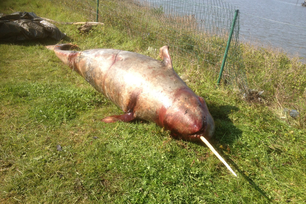 Toter Narwal an der Schelde bei Bornem entdeckt