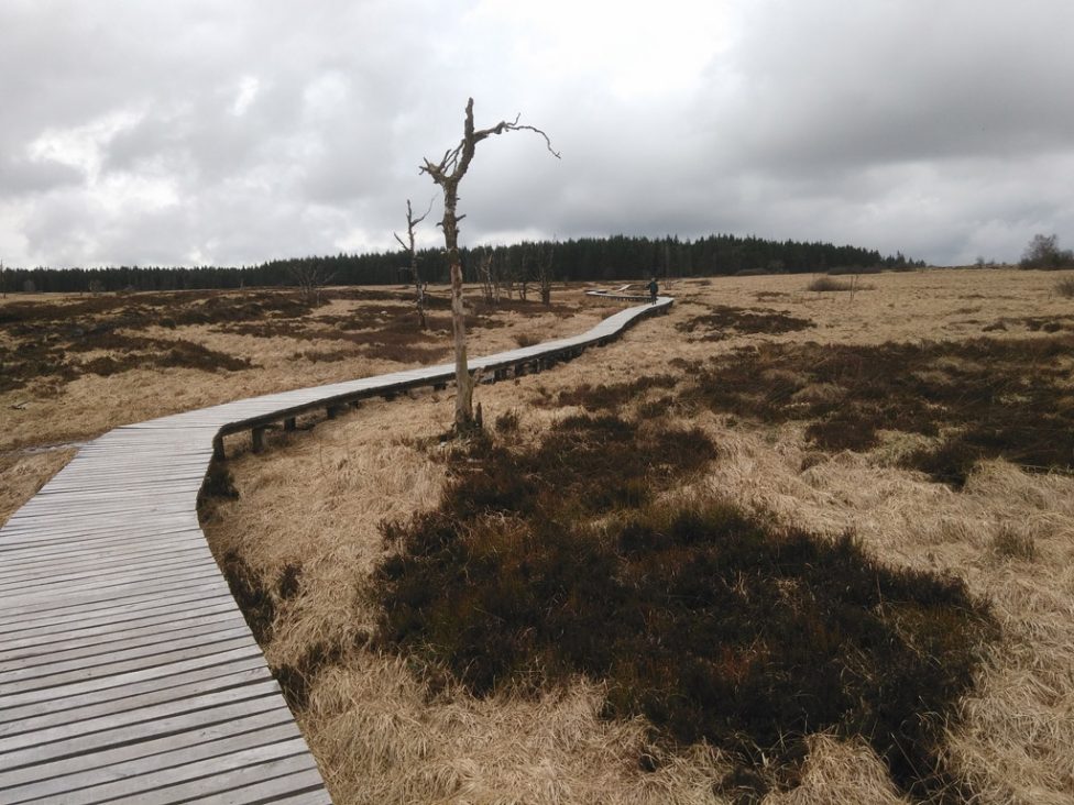 Wanderung durchs Venn