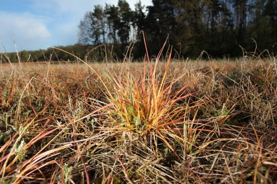 Glyphosat für die Unkrautbekämpfung in der Landwirtschaft (Illustrationsbild: Sebastian Willnow/AFP)