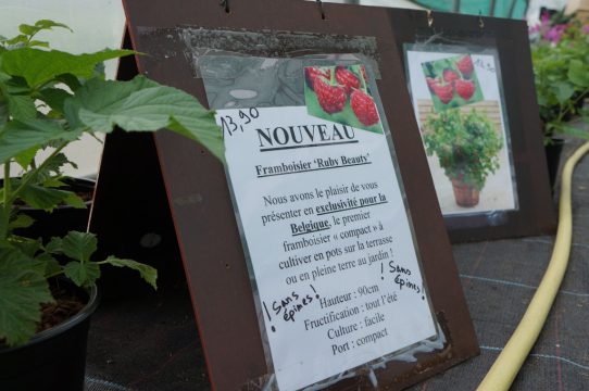 Bellevaux: Ein Himbeerstrauch mit Copyright​