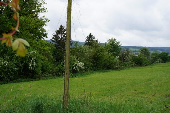 Hopfenanbau in Bellevaux