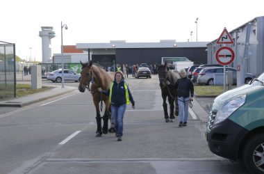Für Pferde gibt es nun am Lütticher Airport ein "Hotel"