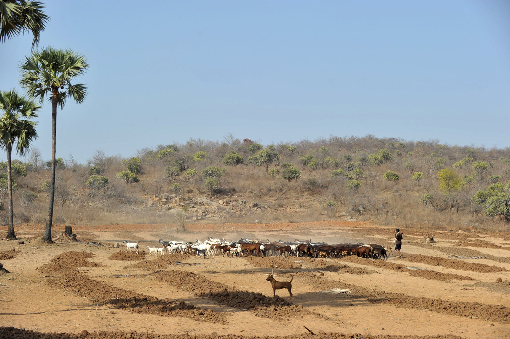 Teile von Indien litten im April unter einer Dürreperiode (Bild: Schafherde im Bundesstaat Telangana, 25. April)
