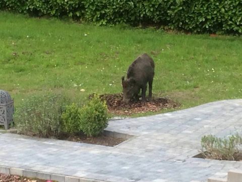 Wildschwein in Bleyberg