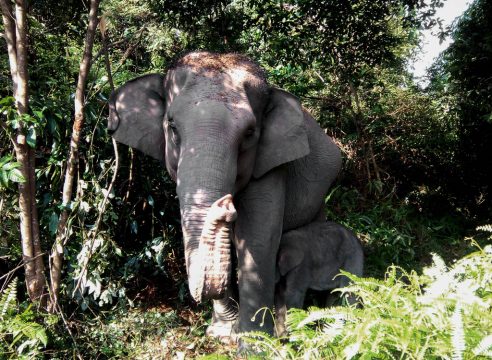 Elefanten im Tesso Nilo National-Park in Sumatra (1.6.2016)