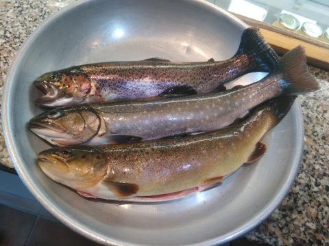 Commanderie 7: Der älteste Fischzuchtbetrieb des Landes