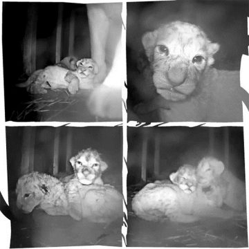 GaiaZOO meldet Geburt von drei Löwenbabies