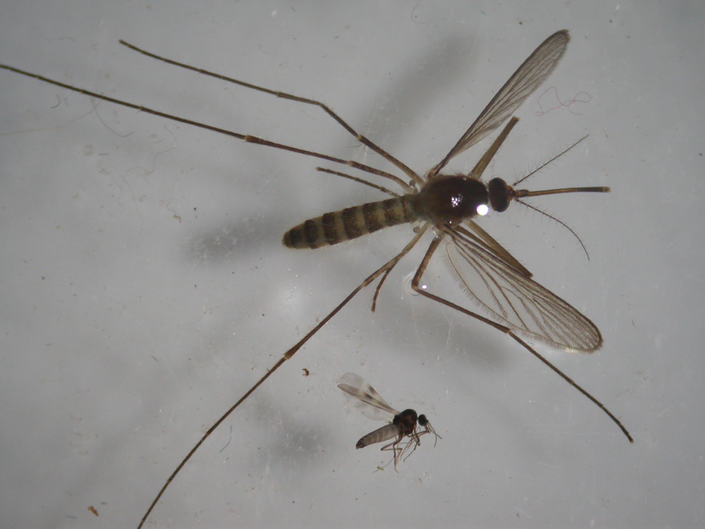 Nach Hochwasser: Experten halten Mückenplage für möglich (Bild vom 16.3.2012)