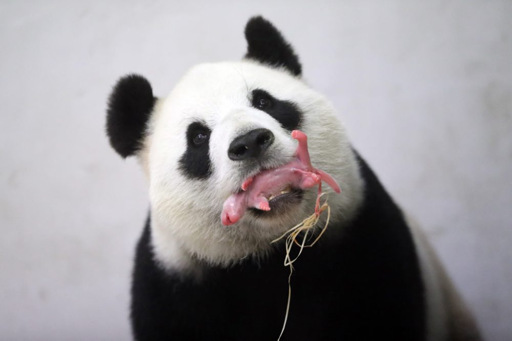 Sensation im Tierpark Pairi Daiza: Pandaweibchen Hao Hao und ihr Junges