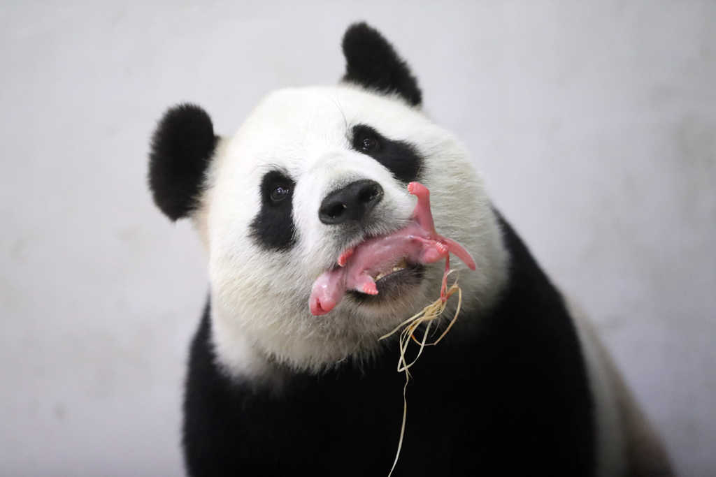 Sensation im Tierpark Pairi Daiza: Pandaweibchen Hao Hao und ihr Junges