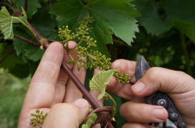 Weinroute: Wallonische Winzer laden ein