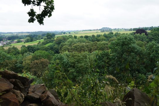 Weinbaugebiet in Dahlem (Bild: SImonne Doepgen/BRF)