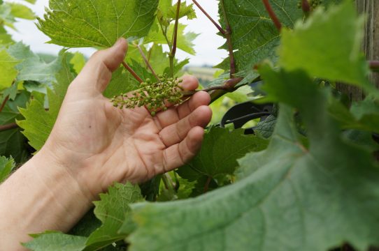 Illustrationsbild: Simonne Doepgen/BRF