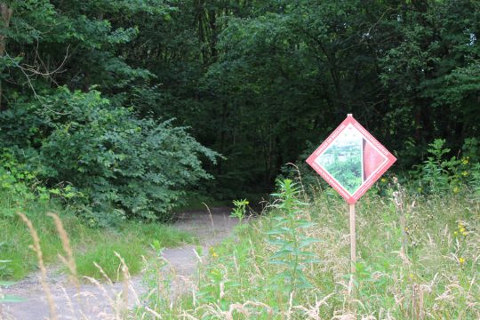 Riesenbärenklau in Kelmis