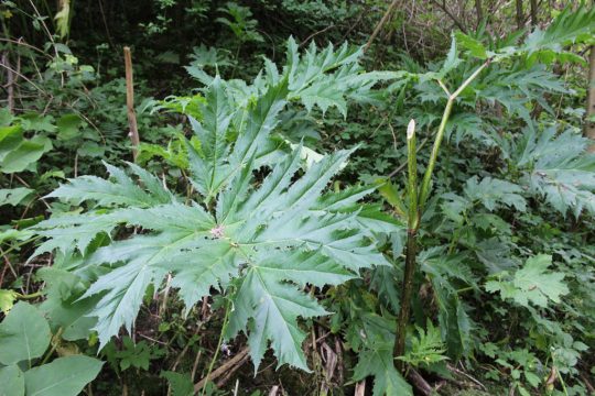 Riesenbärenklau in Kelmis