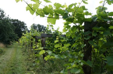 Weinbaugebiet in Dahlem