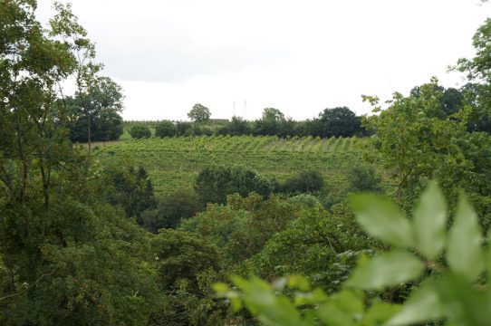 Weinbaugebiet in Dahlem