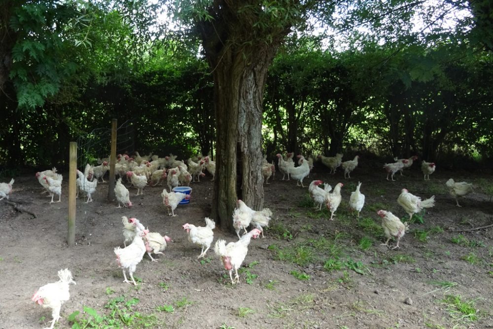 Diese Hühner wurden am 8. August aus Legebatterien in Flandern gerettet