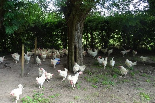 Diese Hühner wurden am 8. August aus Legebatterien in Flandern gerettet