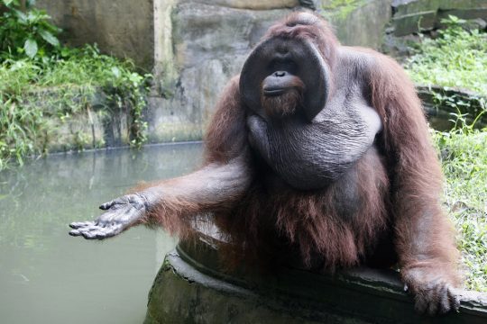 Borneo-Orang-Utan im Zoo von Bali in Gianyar