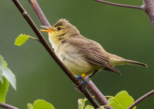 Orpheusspötter im Nationalpark Eifel
