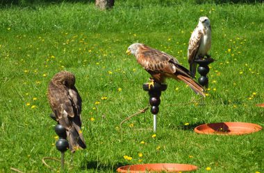 Die Greifvogelstation Hellenthal hat zu dem Pressetermin Greifvögel mitgebracht, wie sie durch Windräder gefährdet seien.