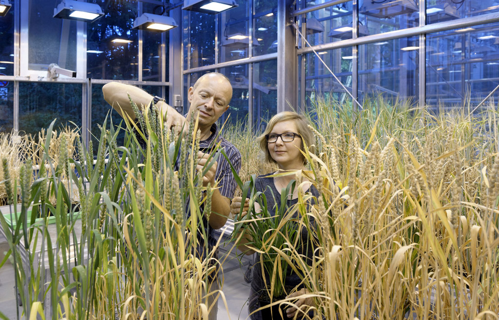Aachener Forscher entwickeln Mehltau-resistenten Weizen