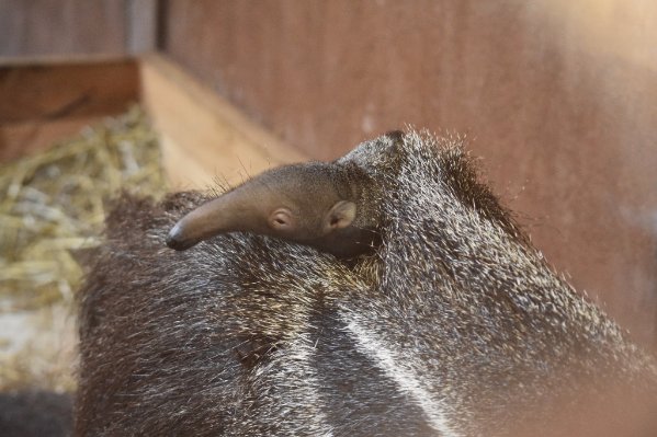 Erster Großer Ameisenbär im Gaia-Zoo geboren