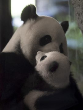 Pandabär-Mama Hao Hao und ihr Junges Tian Bao