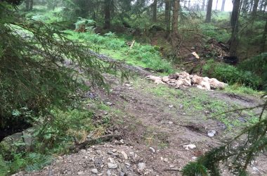 Schafskadaver im Hertogenwald