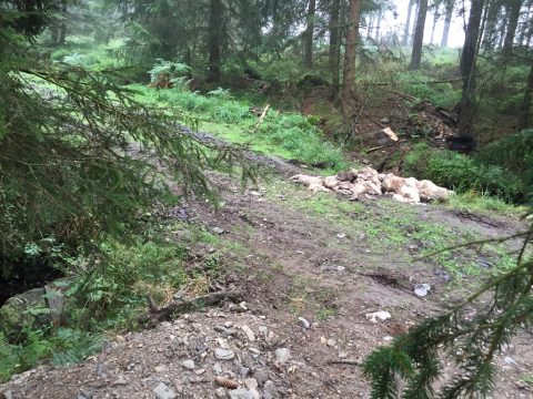 Schafskadaver im Hertogenwald