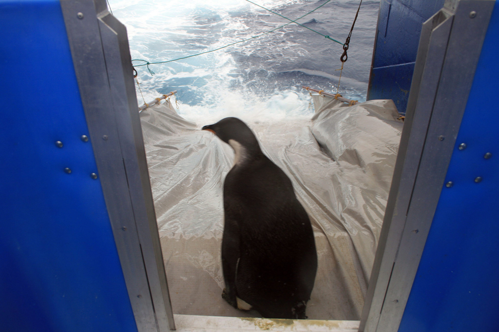 Zurück in die Freiheit: Auswilderung eines Pinguins auf Neuseeland