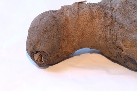 Vogelmumie im Aachener Suermondt-Ludwig-Museum entdeckt