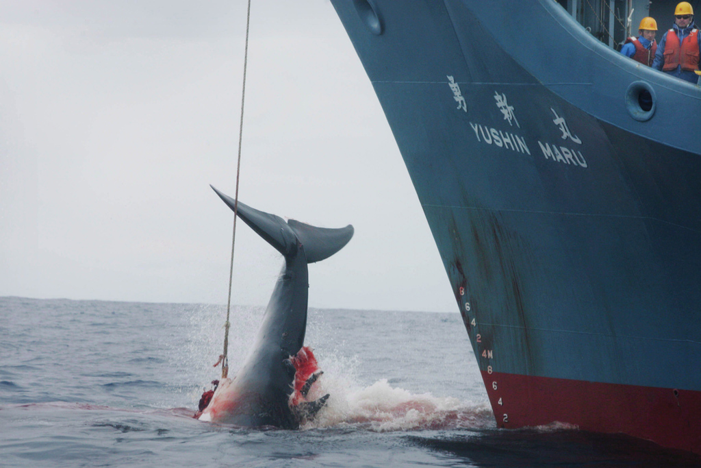 Japanisches Walfangschiff auf der Jagd (Archivbild: Jeremy Sutton-Hibbert/EPA)