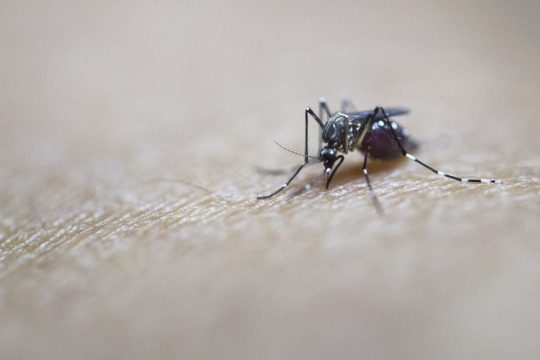 Zika wird vor allem durch Moskitos verbreitet.