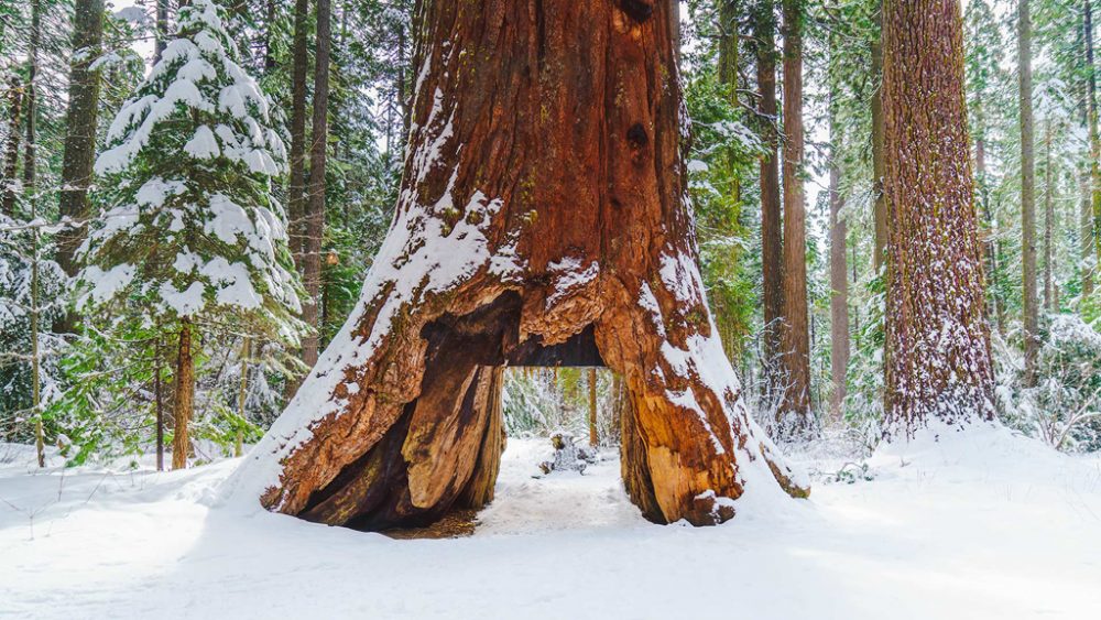 Der "Pioneer Cabin Tree" im "Calaveras Big Trees"-Park (Archivbild)