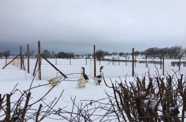 Schnee in Eupen (13. Januar 2017)